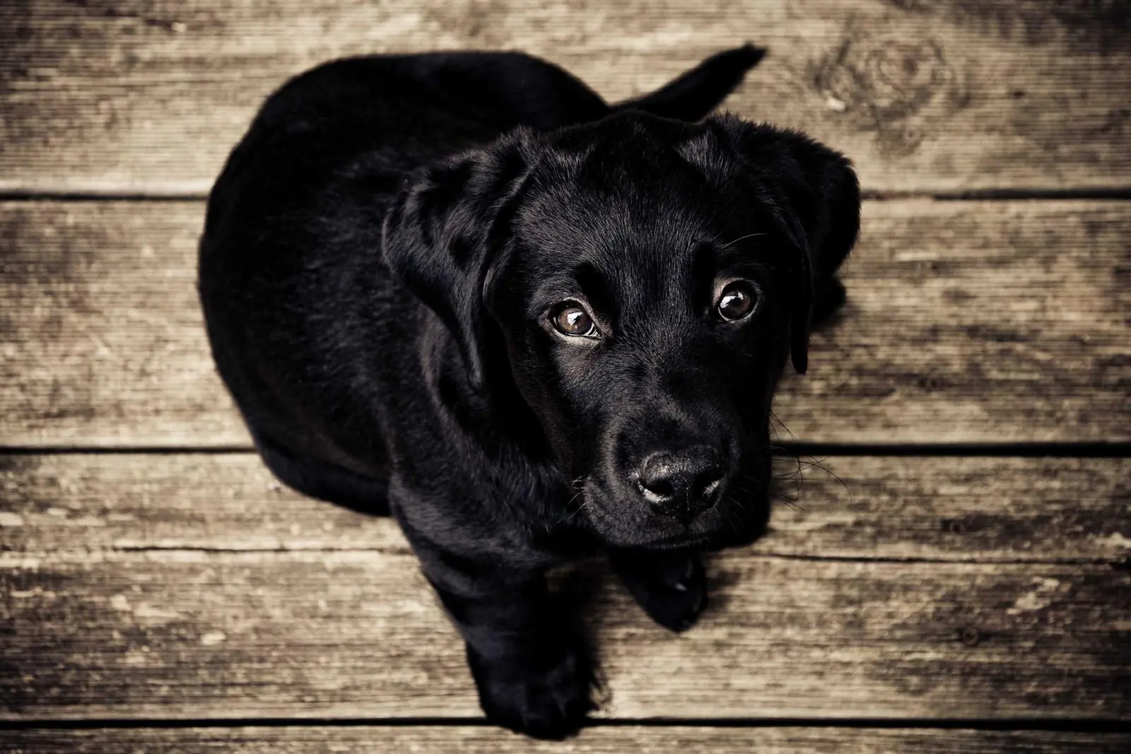 Cane accolto in cerca di una famiglia