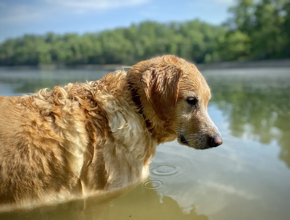 Bruno, Cane, maschio, di Circa 6 anni, in cerca di adozione