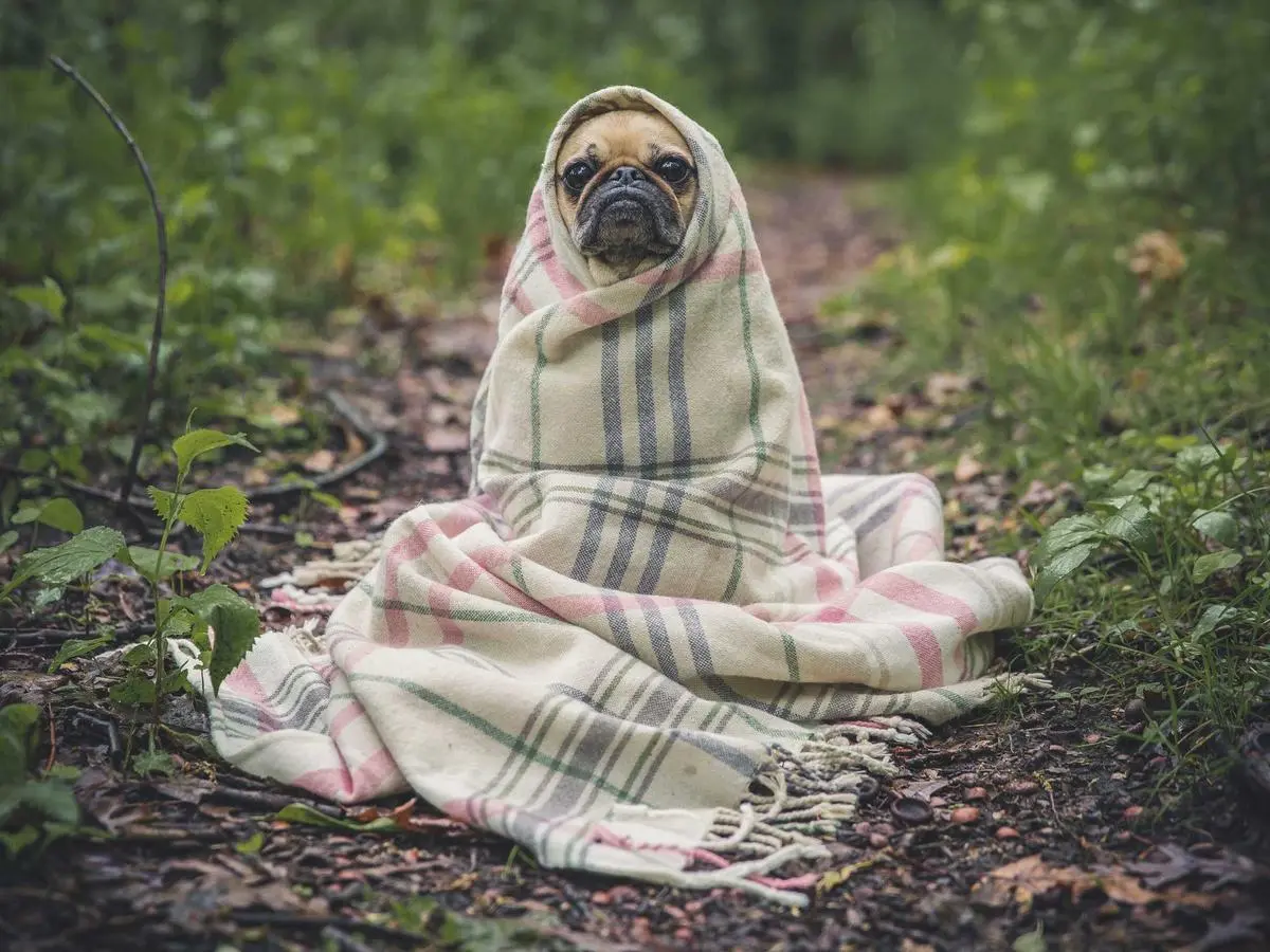 Luna, Cane, femmina, in cerca di adozione