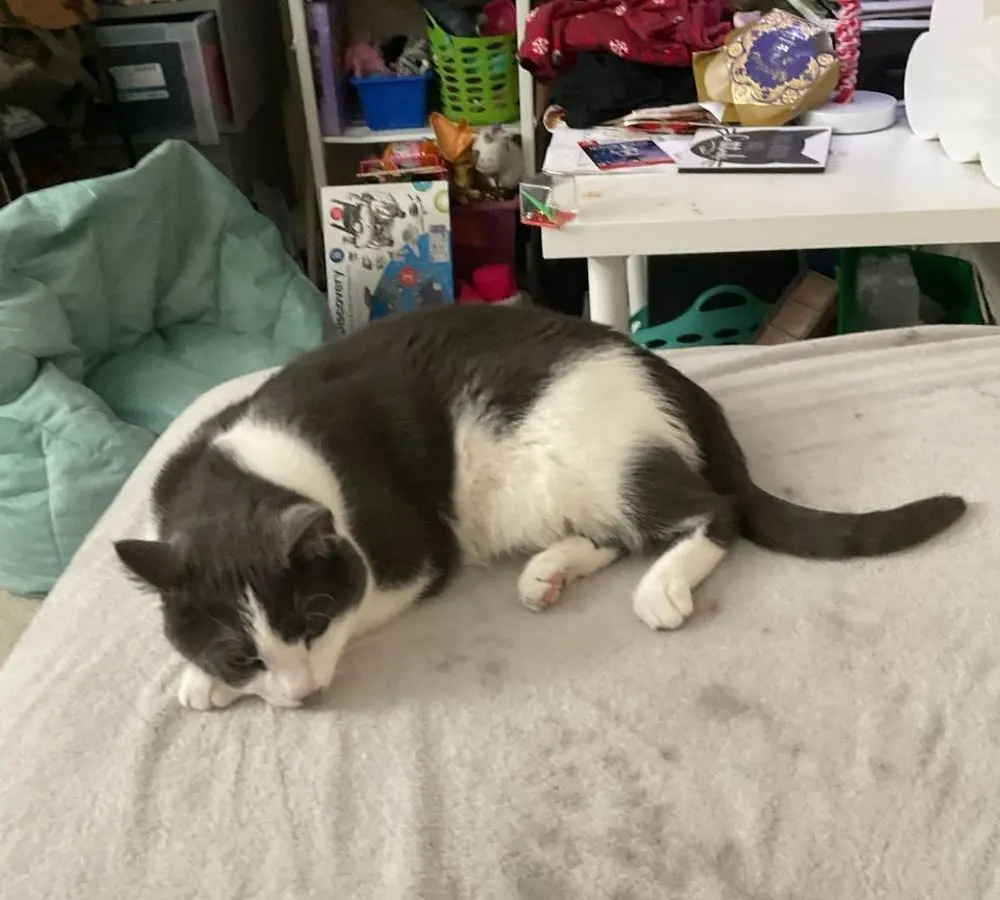 Mimì, Gatto, femmina, di Circa 6 anni, in cerca di adozione