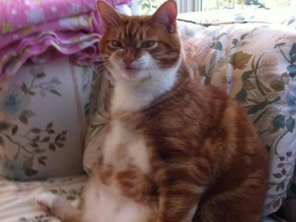 Nina, Gatto, femmina, di Circa 12 anni, in cerca di adozione