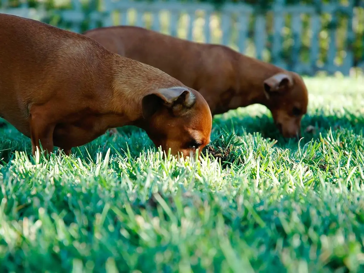 Rocky, Cane, maschio, di Circa 7 mesi, in cerca di adozione